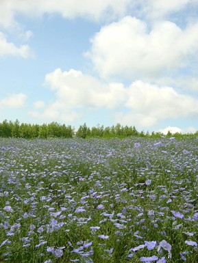 亜麻の花